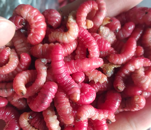 La Rancherita Banquetes de Barbacoa a Domicilio Estilo Hidalguense