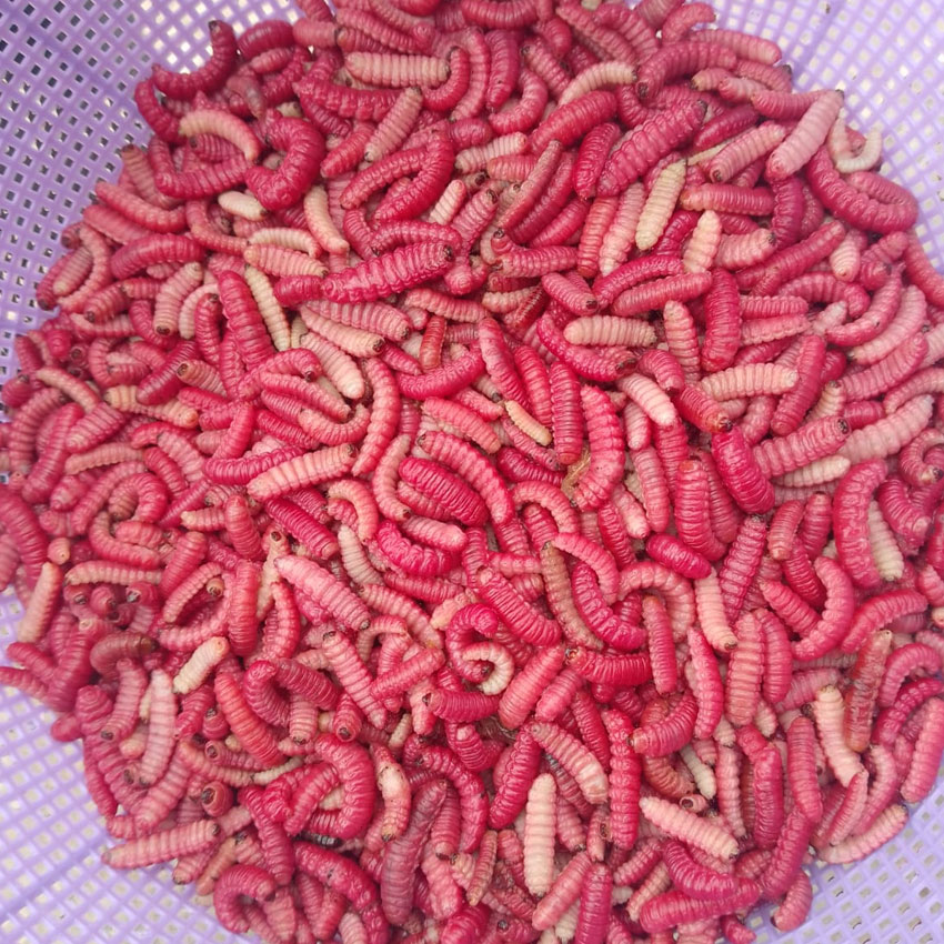 La Rancherita Banquetes de Barbacoa a Domicilio Estilo Hidalguense